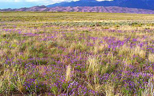 Colorado 80 Acres Ranch